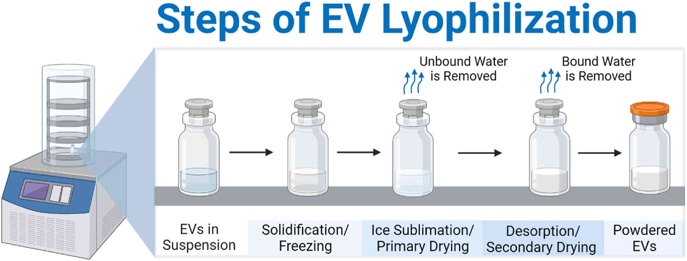 Lyophilization steps for extracellular vesicles: suspension, solidification/freezing, primary and secondary drying.