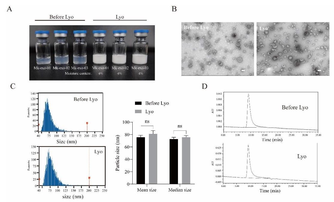 Lyophilization has no significant effect on the physical properties of MK-exo.