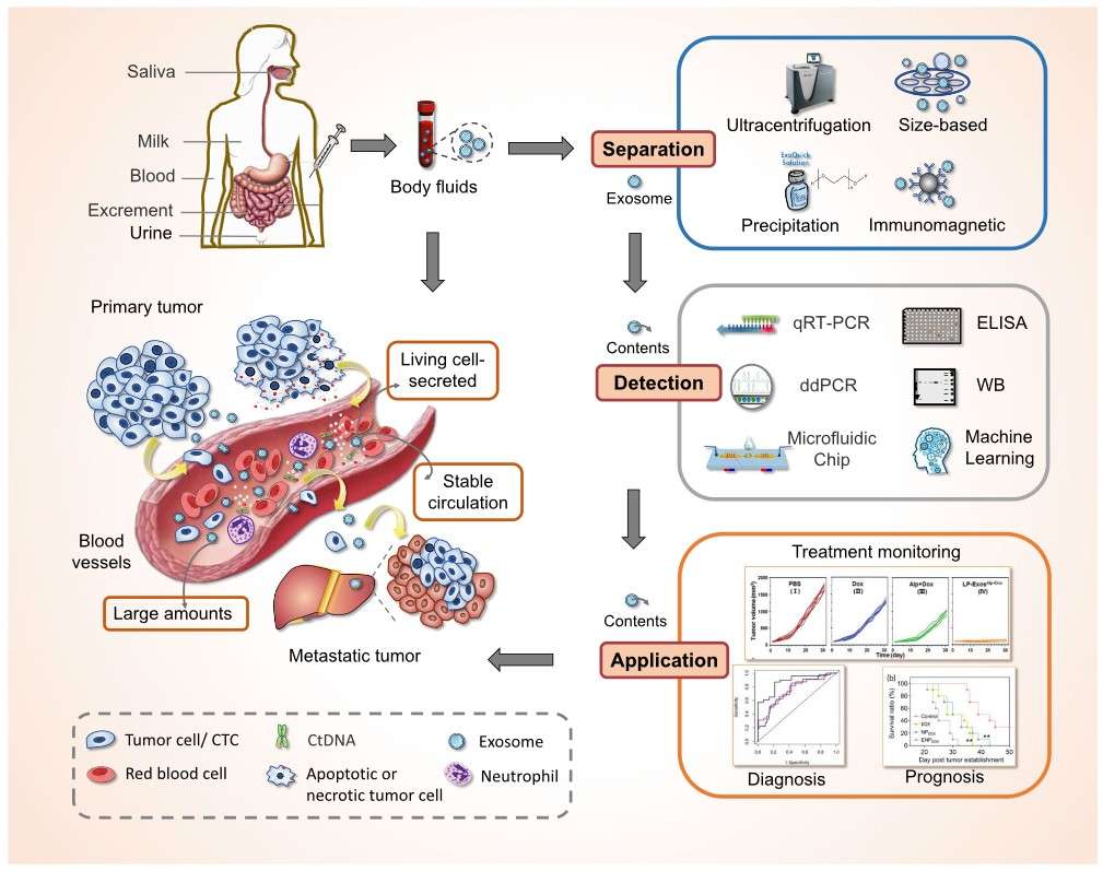 Separation, detection, and applications of exosomes derived from human disease-state body fluids.