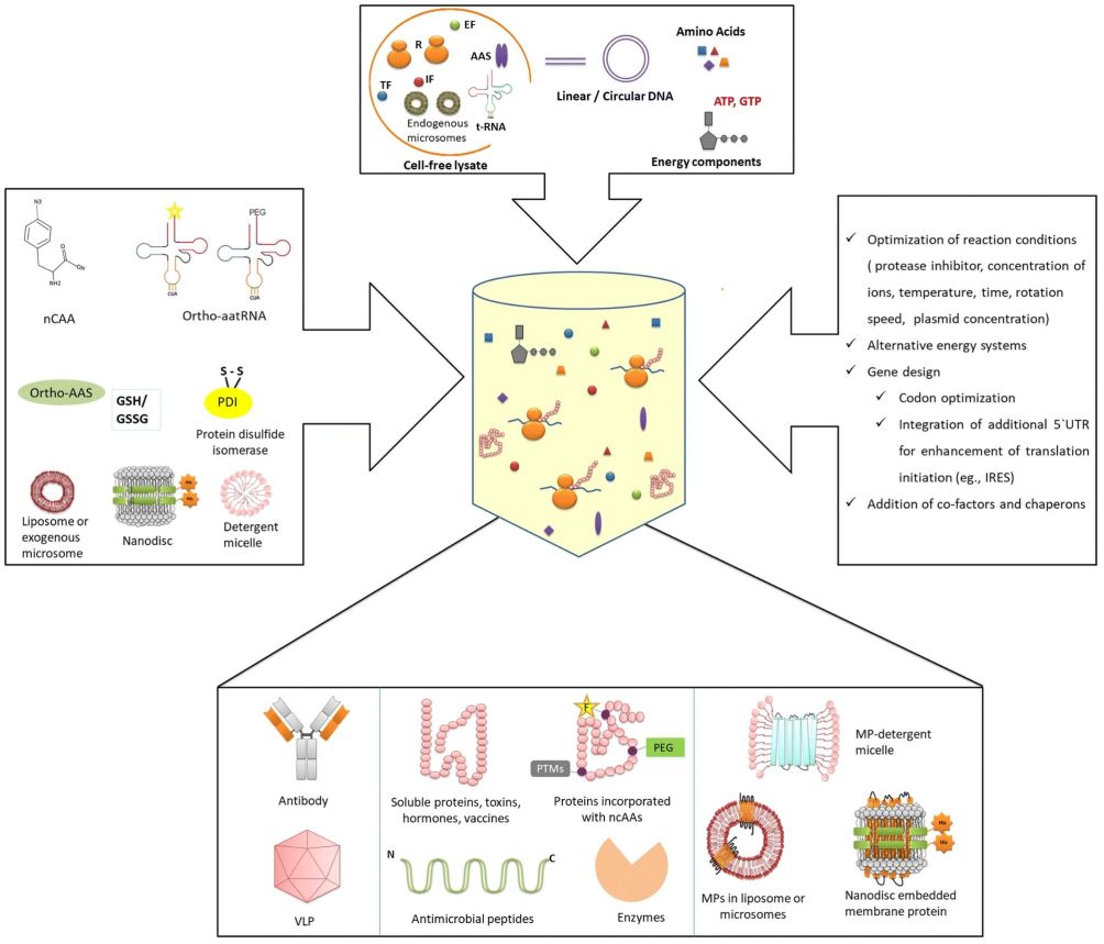 Figure 1. Schematic representation of cell-free protein synthesis.