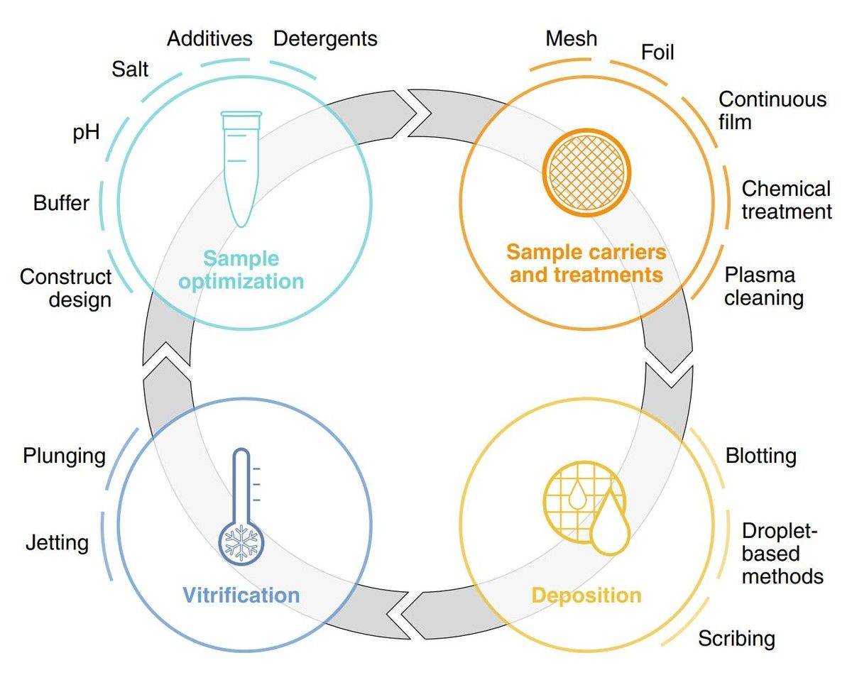 Stages of cryo-EM sample preparation, covering sample optimization, carrier selection, treatments, deposition, and vitrification workflow options.