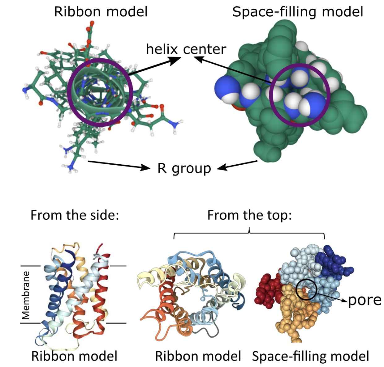 Figure 1. Alpha-Helices in aquaporin.