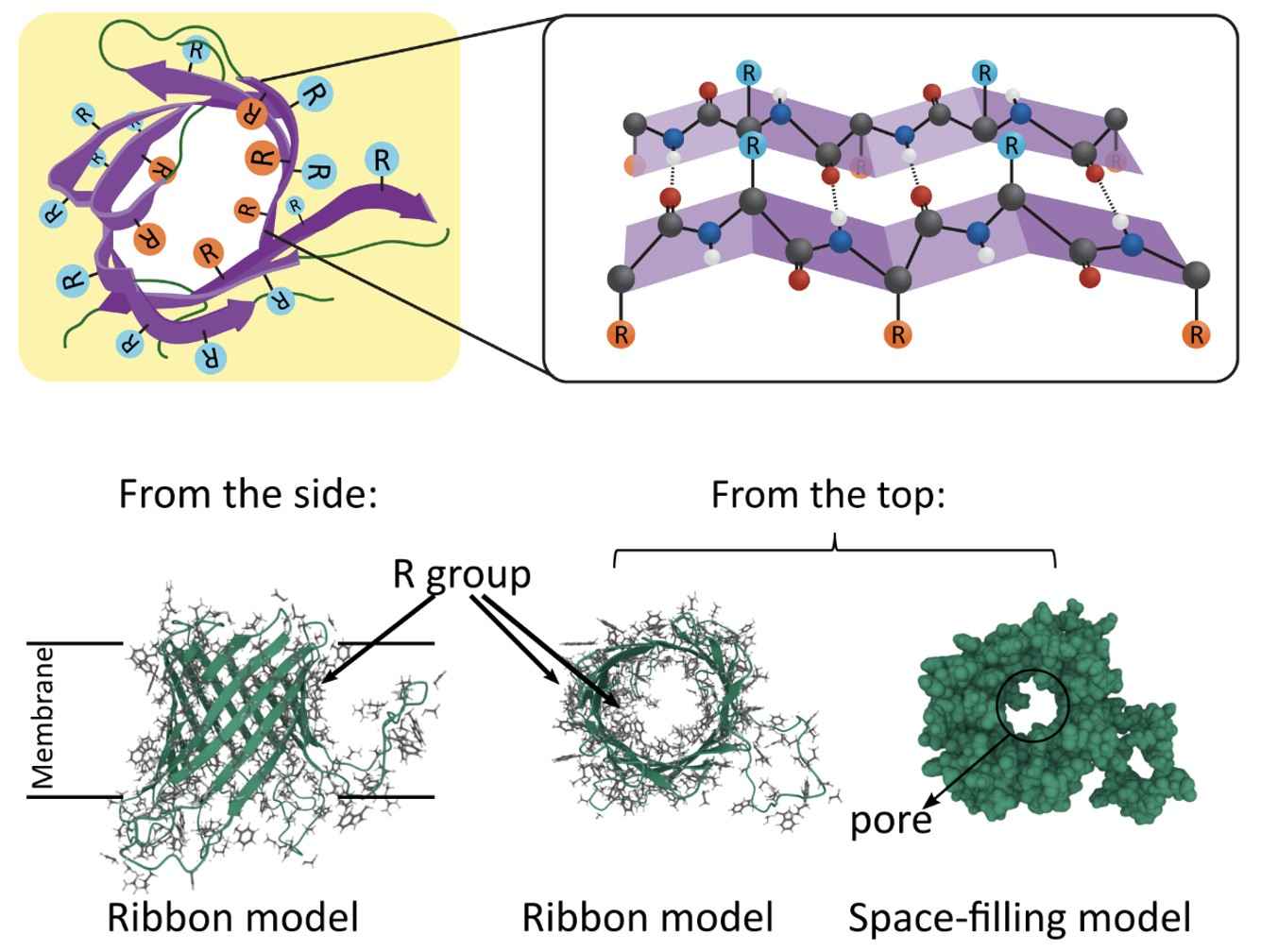 Figure 2. The Beta barrel in bacterial outer membrane protein G.