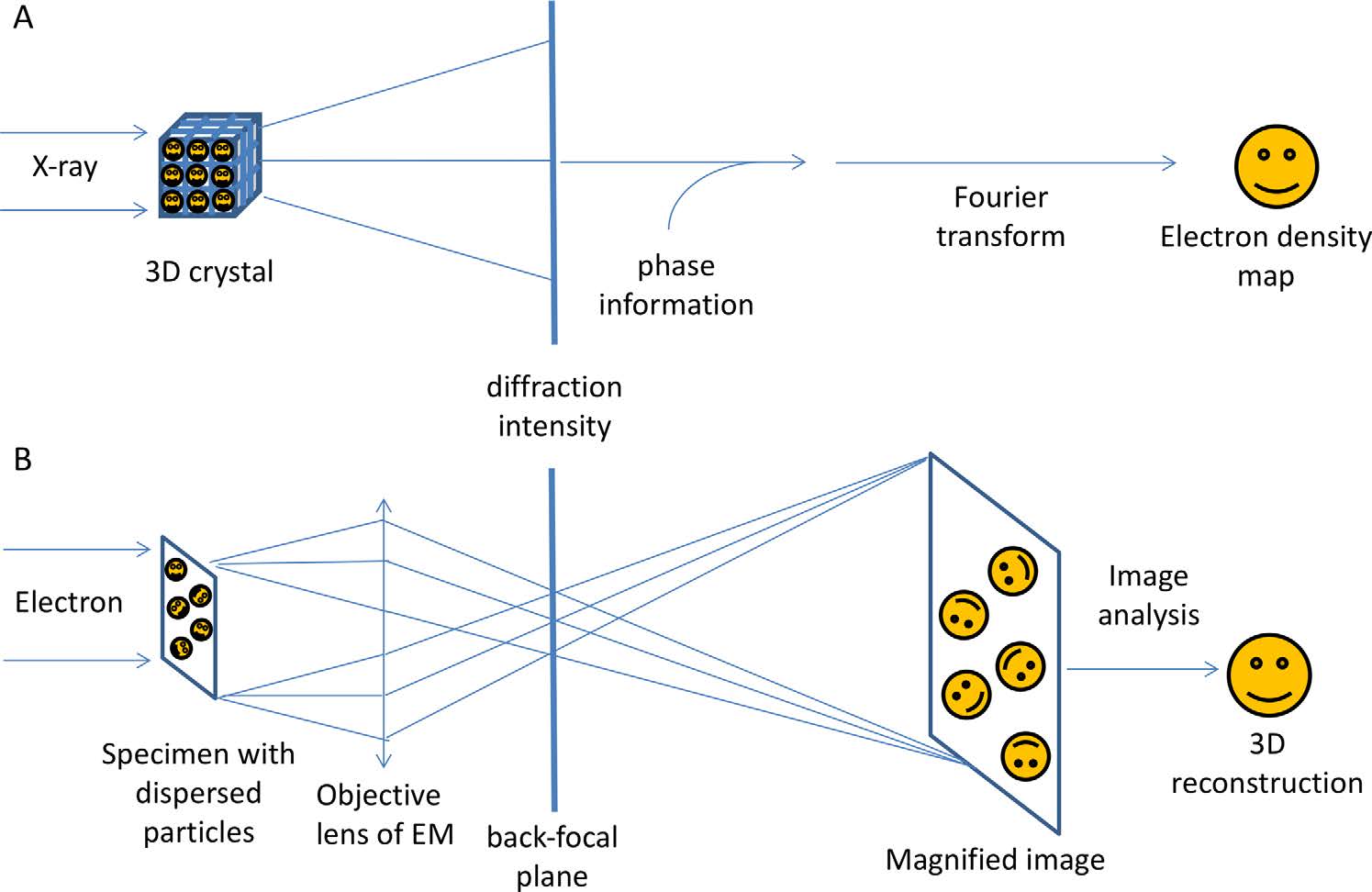 Comparison of X-ray crystallography and cryo-EM, focusing on diffraction patterns, phase problem, direct imaging, and density reconstruction.