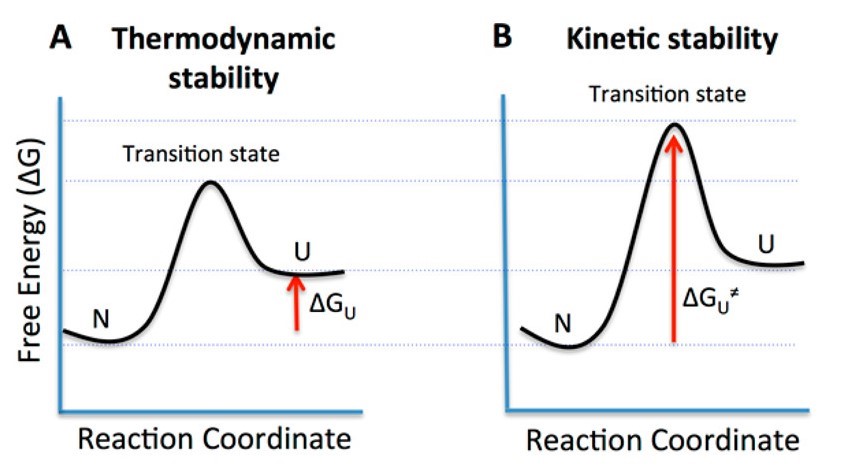 Protein thermodynamic stability and kinetic stability.