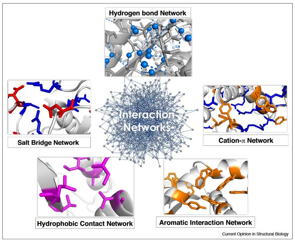 Protein interaction-networks affect protein stability.