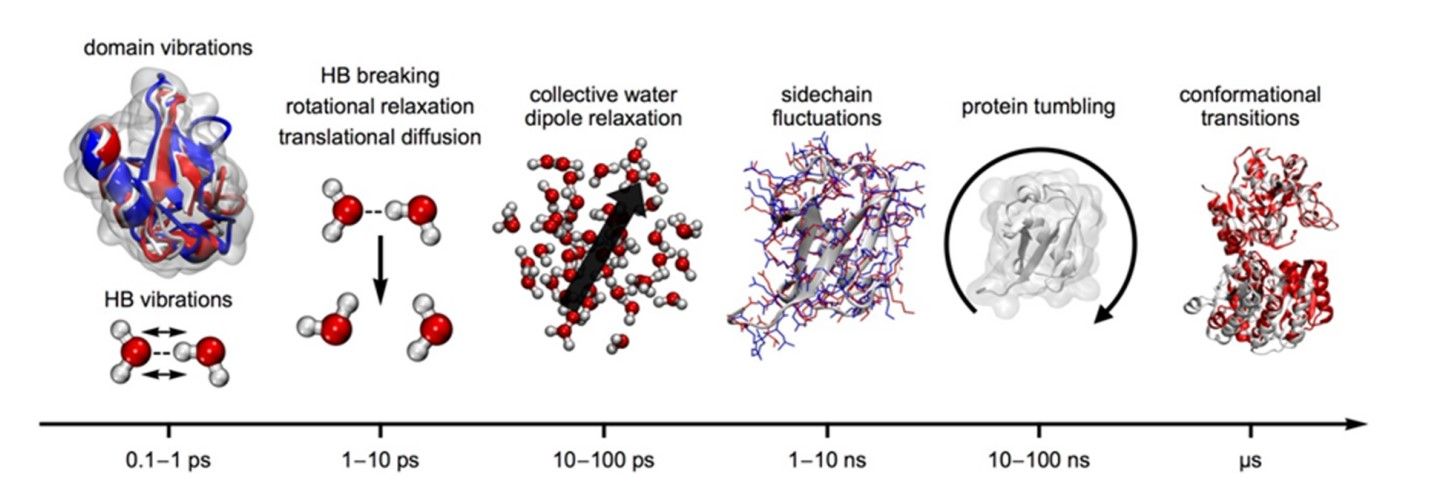 Protein dynamics range from intramolecular vibrations to conformational transitions in proteins.