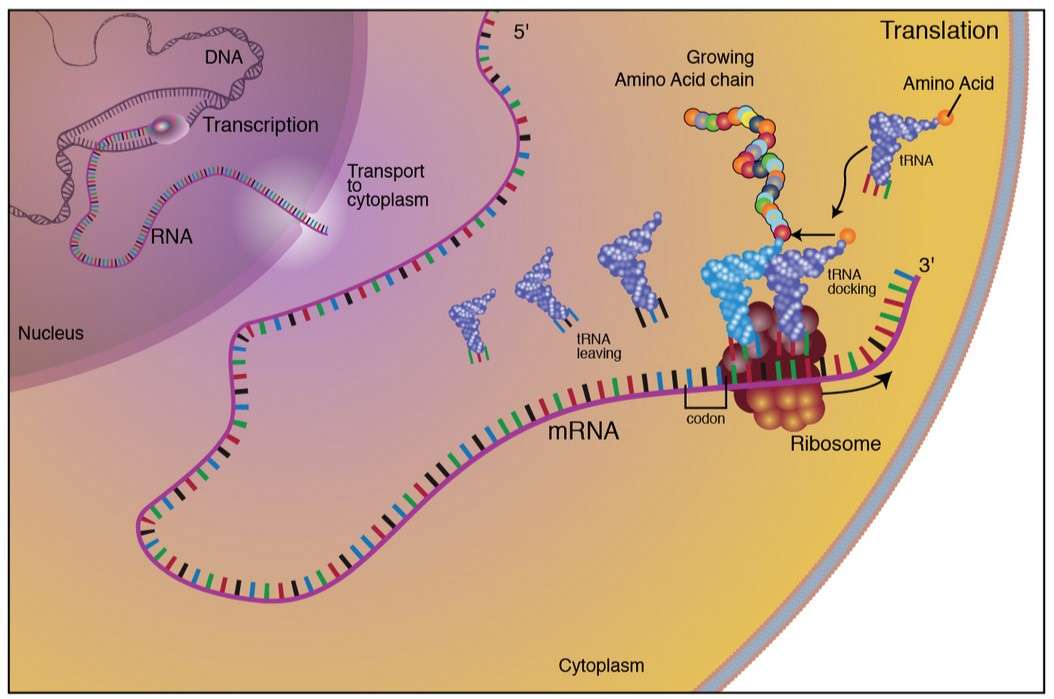 Protein synthesis in eukaryotic cells: transcription in the nucleus and translation in the cytoplasm.