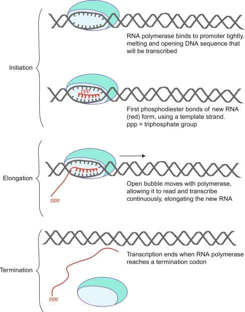 Key stages of transcription: initiation, elongation, and termination, with step-by-step descriptions.