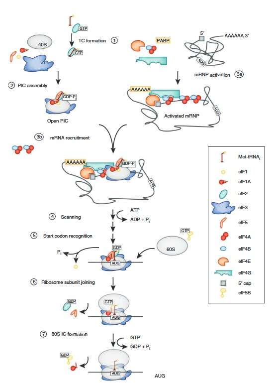 Translation initiation pathway in eukaryotic cells.