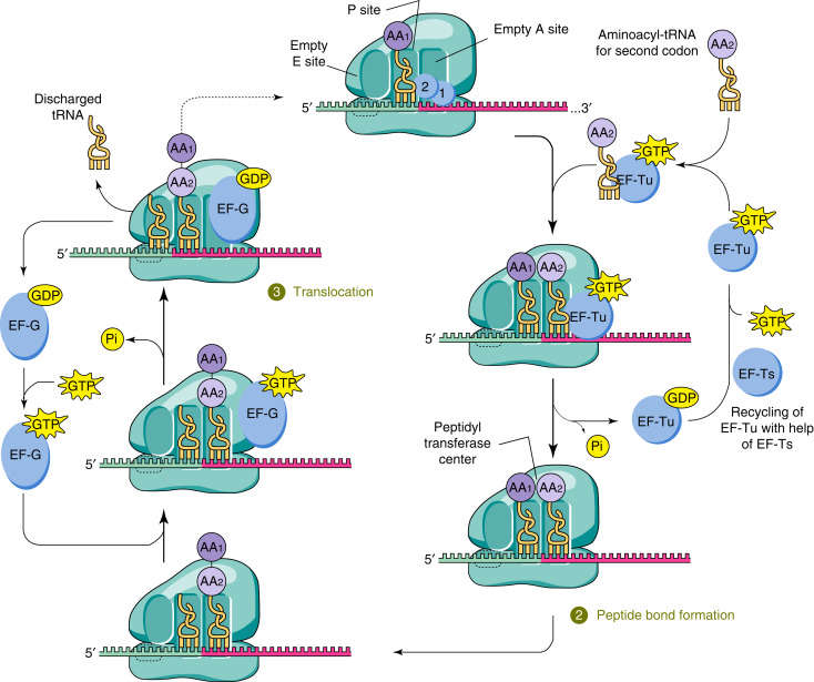 Translation elongation process in eukaryotic cells.