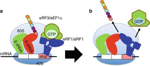 Translation termination process in eukaryotic cells.