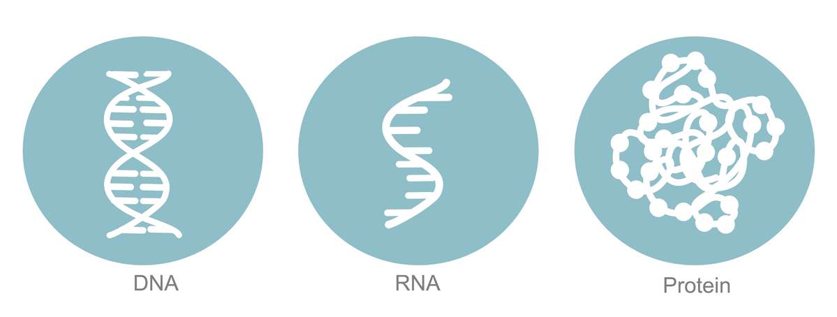 Simplified overview of protein synthesis, illustrating the flow of genetic information from DNA to RNA to proteins.