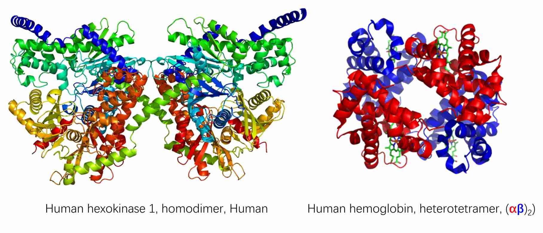 Structure of human hexokinase 1 and human hemoglobin.