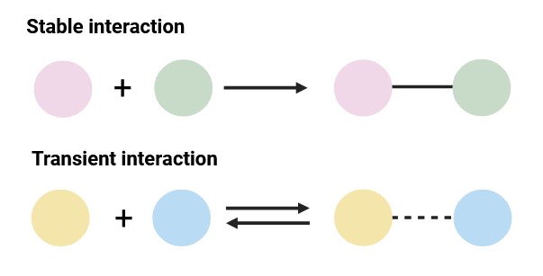 Schematic illustration of protein stable interaction and transient interaction.