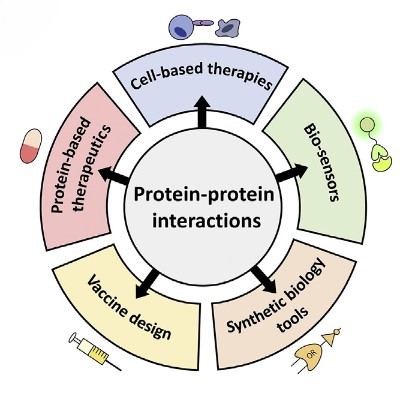 Protein-protein interaction has a variety of potential applications.