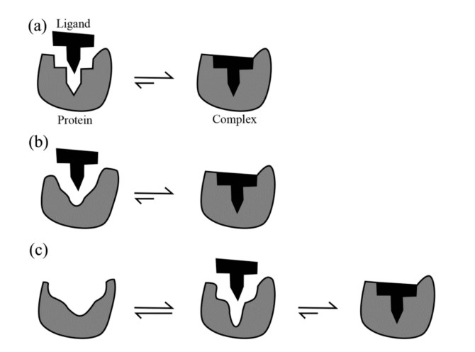 Three models for protein-ligand interaction.