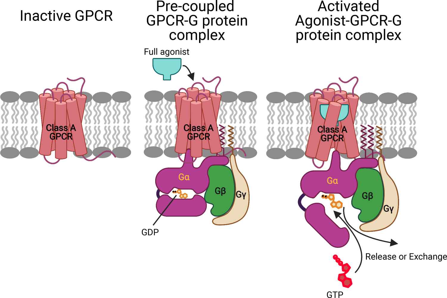 Binding of the ligand activates the GPCR.