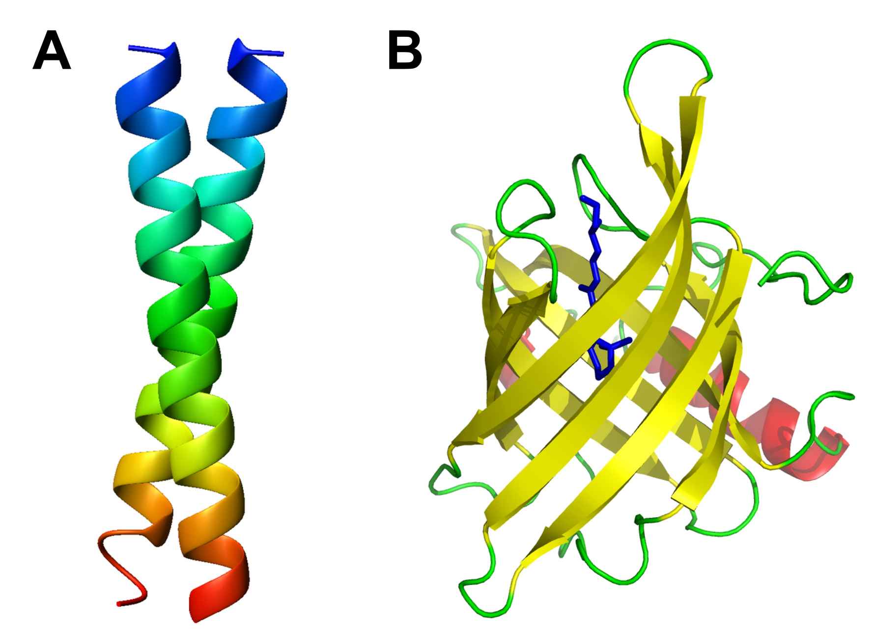 Two important protein motifs: the coiled coil and the beta-barrel structure.