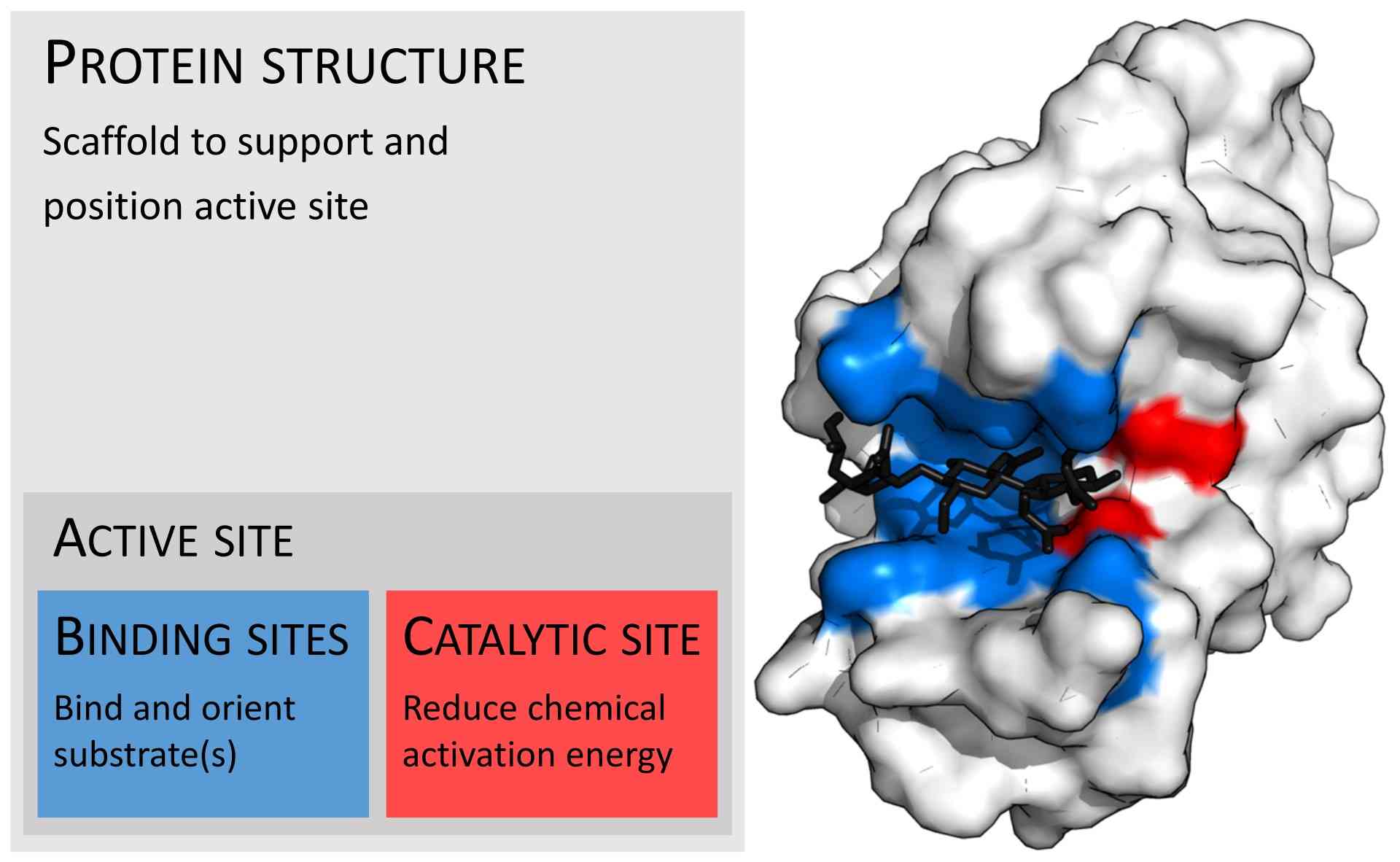 The active site of an enzyme consists of binding sites and the catalytic site.