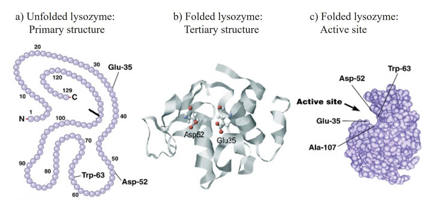 The correct folding of proteins is essential for their function.