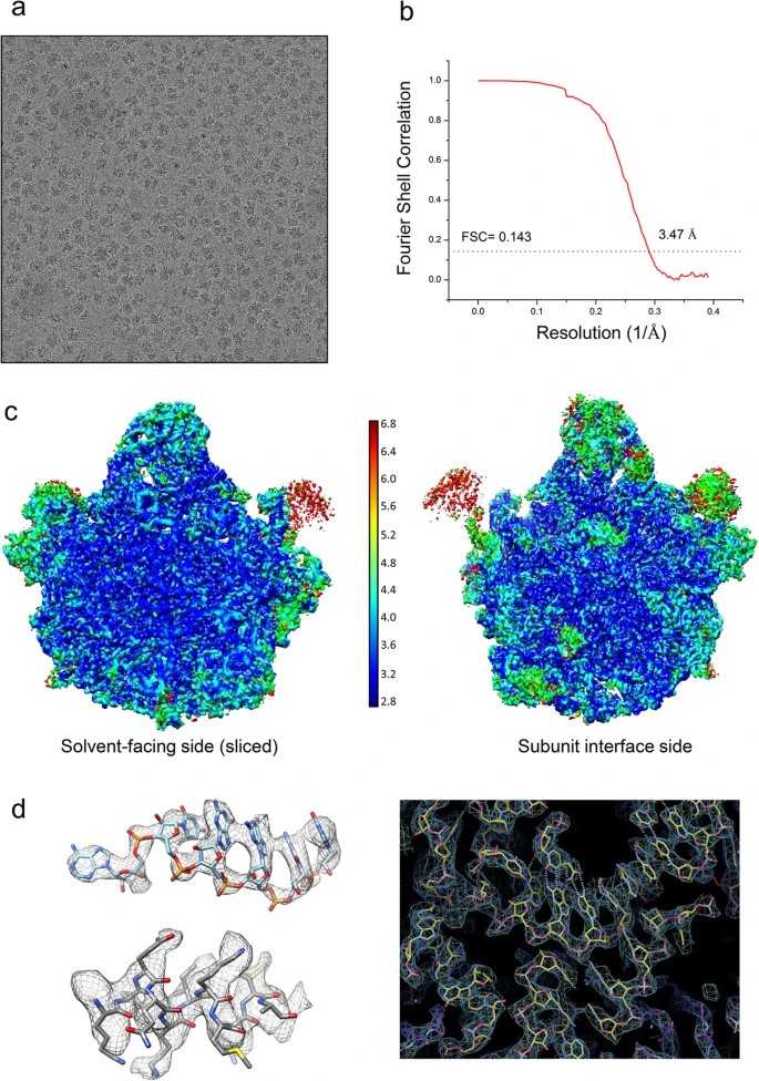 A study using cryo-EM to study the structure of the ribosome.