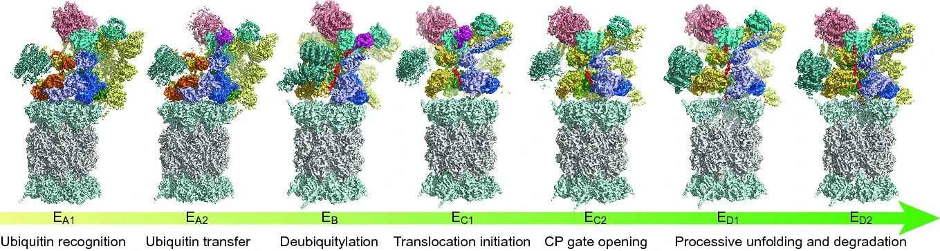 A study using cryo-EM to study the dynamics of the proteasome.