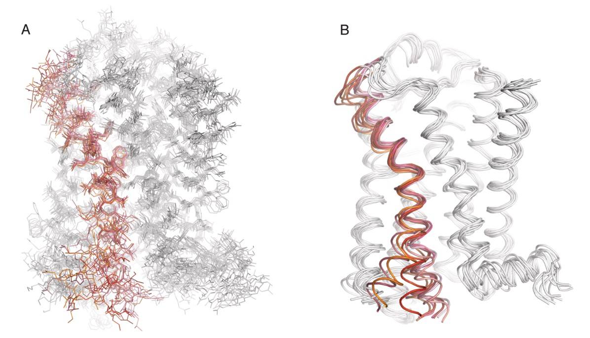 A study using MD simulations to study the atomic-level motions of a GPCR.