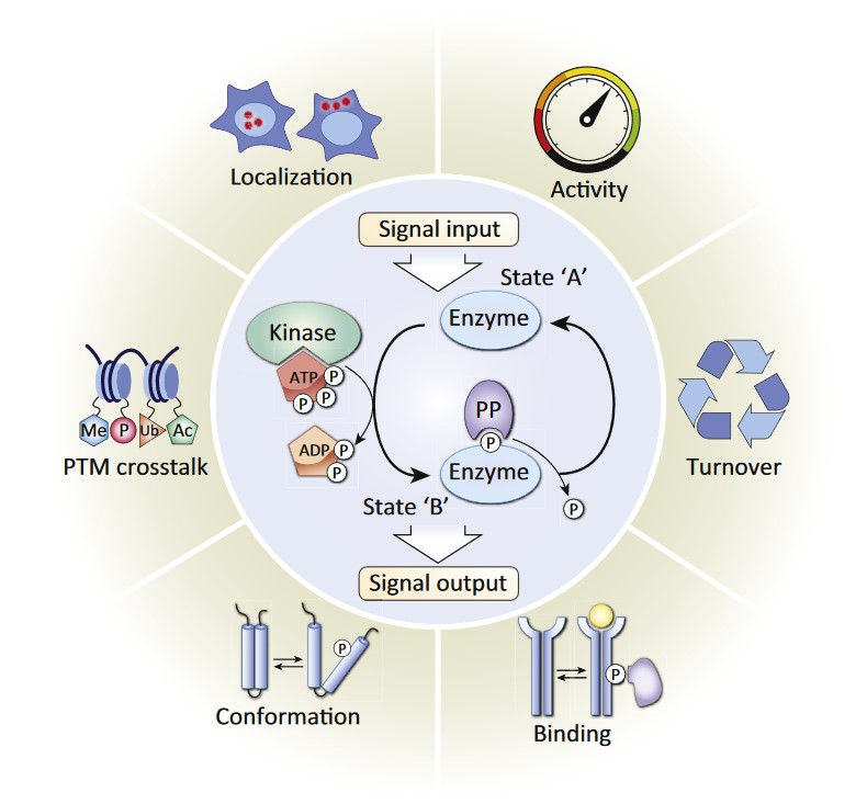 The reactions of protein phosphorylation and dephosphorylation, and involved physiological processes.