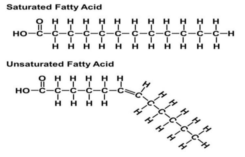 Examples of saturated and unsaturated fatty acids.