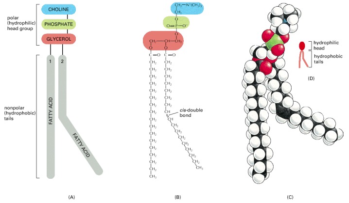 Structure of phosphatidylcholine.