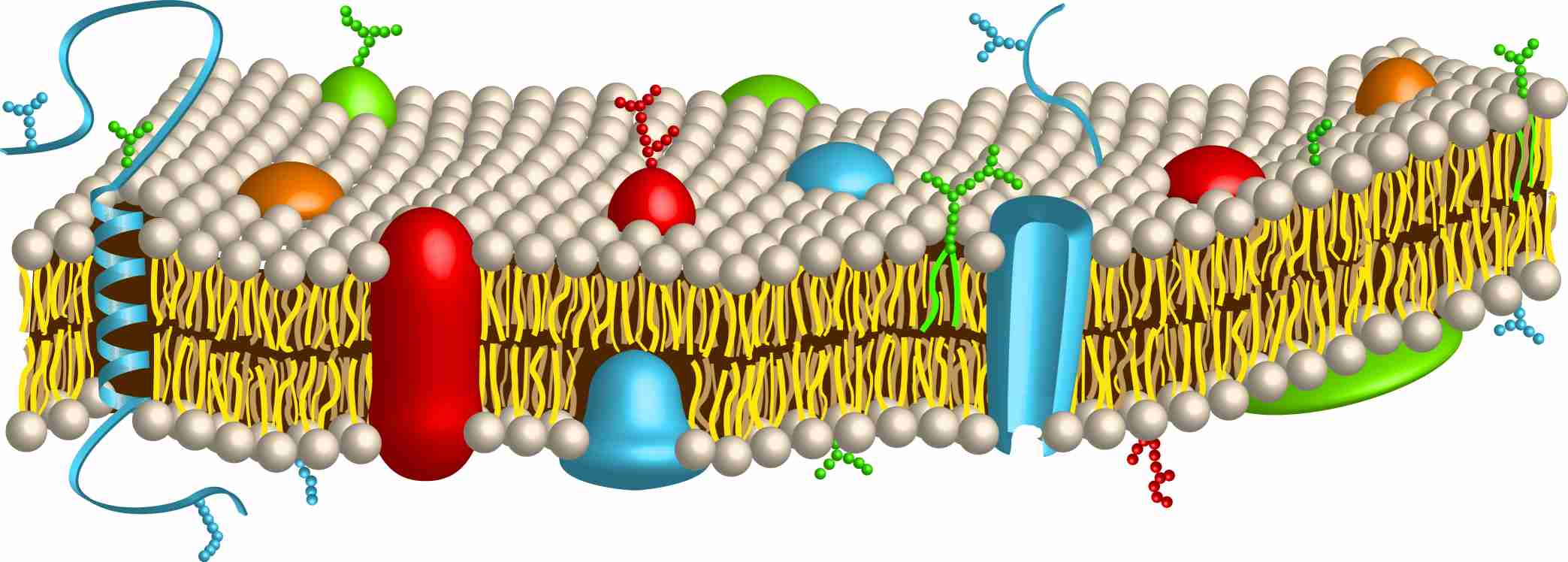 Fluid mosaic model of a cell membrane.