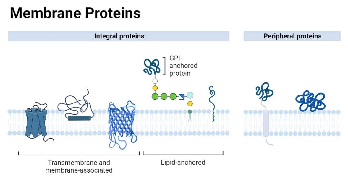 Membrane proteins include integral and peripheral proteins.