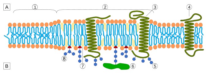 Lipid raft organization.