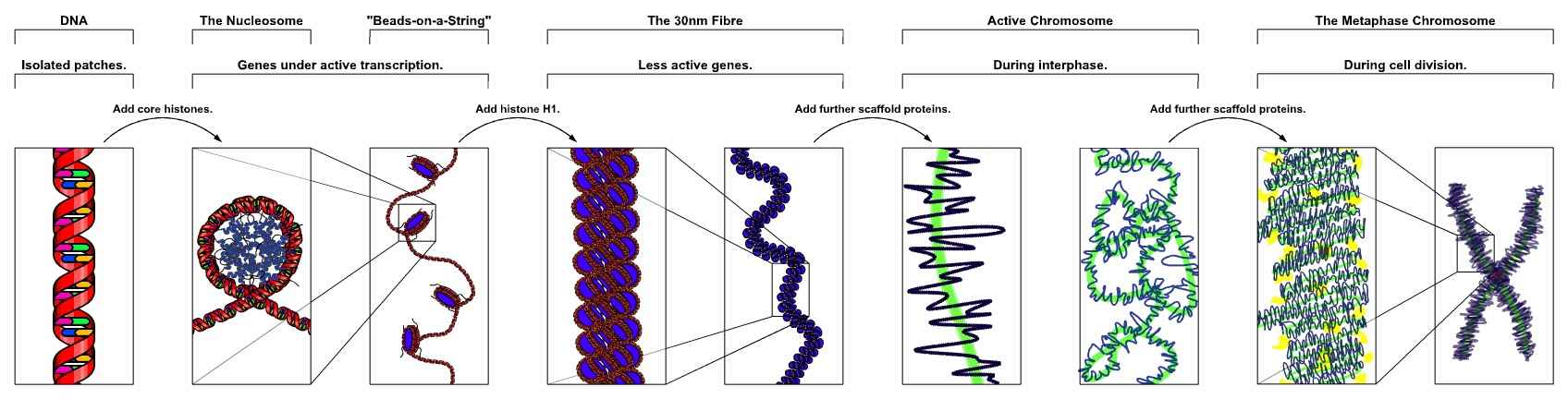 Organization of chromosome.