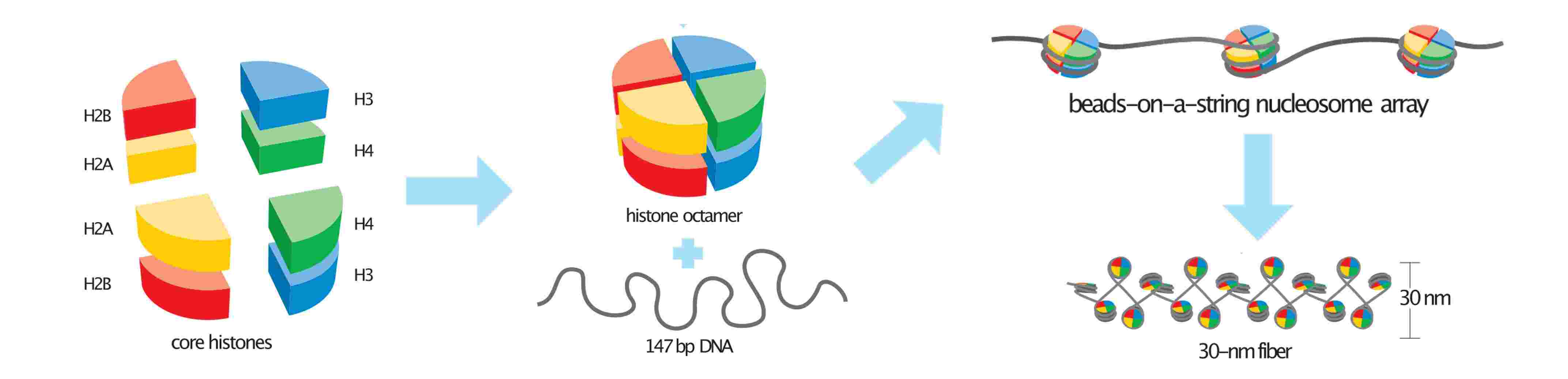 Nucleosome is basic unit of chromatin.