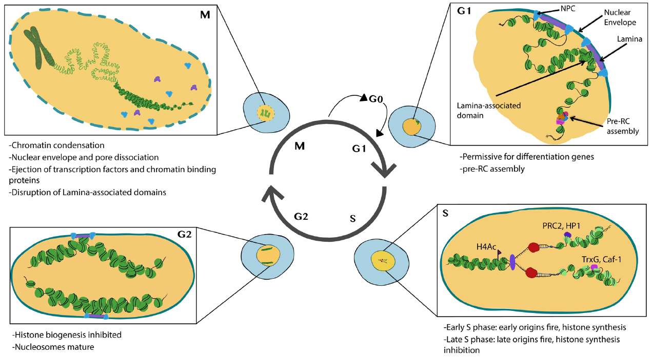 Chromatin dynamics during the cell cycle.