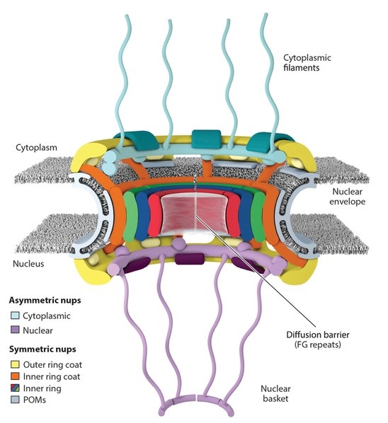 Structure of nuclear pore complex.