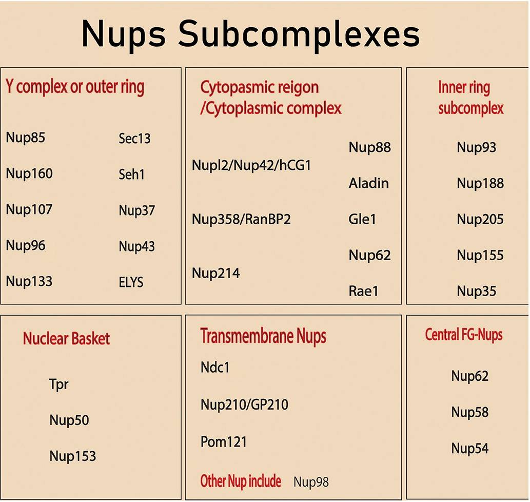 Corresponding Nups subcomplexes to nuclear pore complex structure.