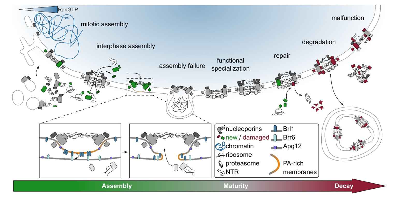 The lifecycle of nuclear pore complex: NPCs undergo assembly, maturity and decay.