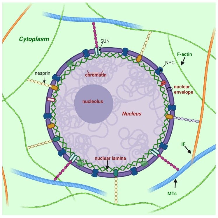 Schematic representation of the nuclear lamina interacting with cellular structures.