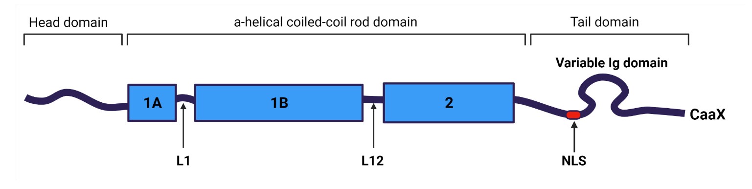 Lamins consist of a three-part domain structure: a head domain, a helical coiled-coil rod domain, and a tail domain.