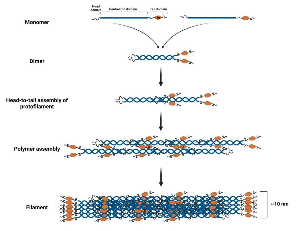 Laminar filament assembly: progressing from monomer to dimer, protofilament, polymer, and finally to filament.