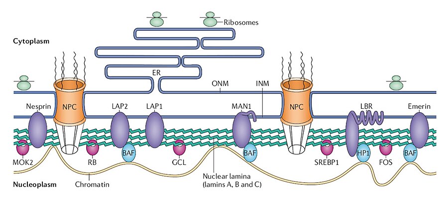 Structure of the nuclear lamina and related subcellular components.