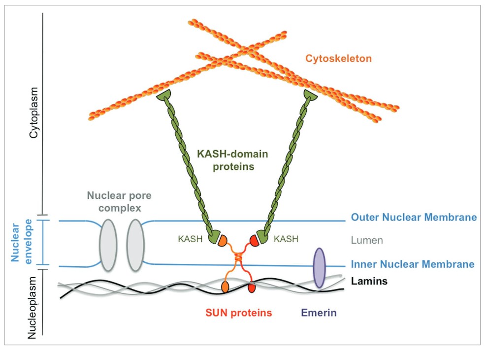 LINC complexes constitute physical bridges between the nuclear lamina and the cytoskeleton.