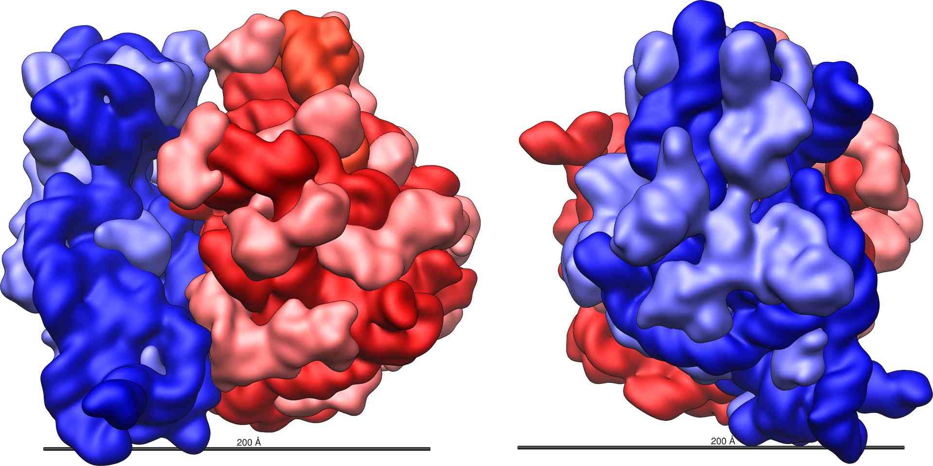 The large and small subunits of a ribosome.