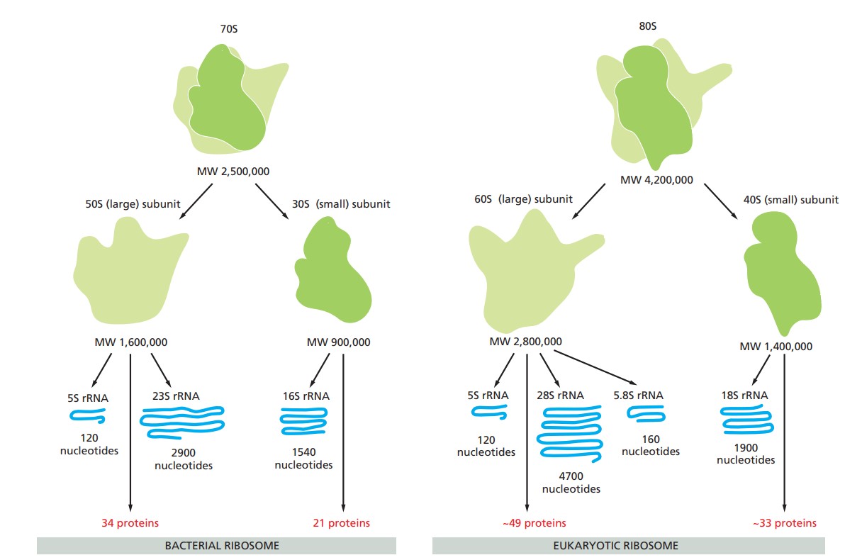 Components of 70S bacterial ribosomes and 80S eukaryotic ribosomes.