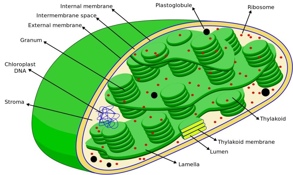 Indication of plastoribosomes in chloroplast.