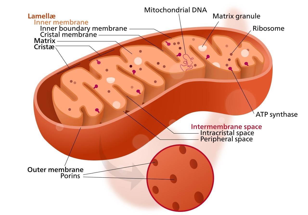 Indication of mitoribosomes in mitochondria.