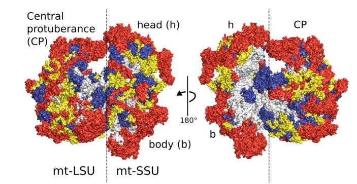 Structure of the human mitoribosome.